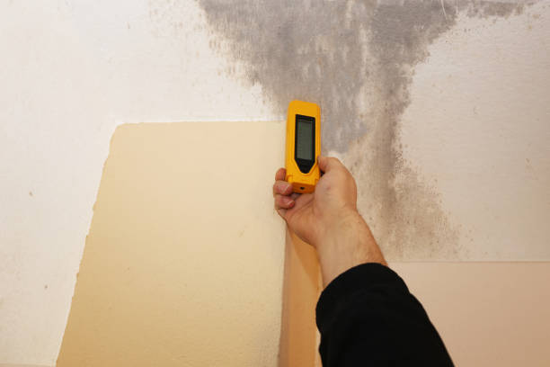 Best Mold Odor Removal Services  in Camanche, IA