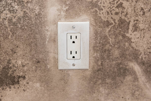  Camanche, IA Mold Removal Pros