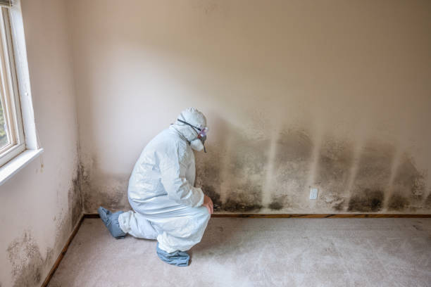 Best Basement Mold Removal  in Camanche, IA